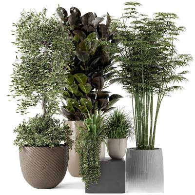 现代植物盆栽-19